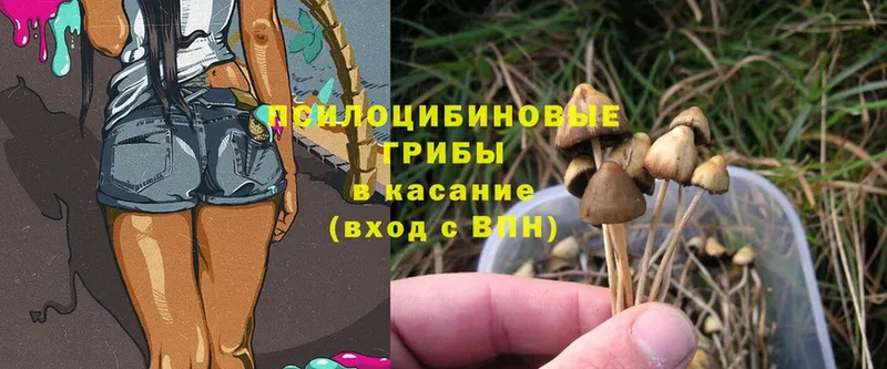 Галлюциногенные грибы Psilocybine cubensis  Мытищи 